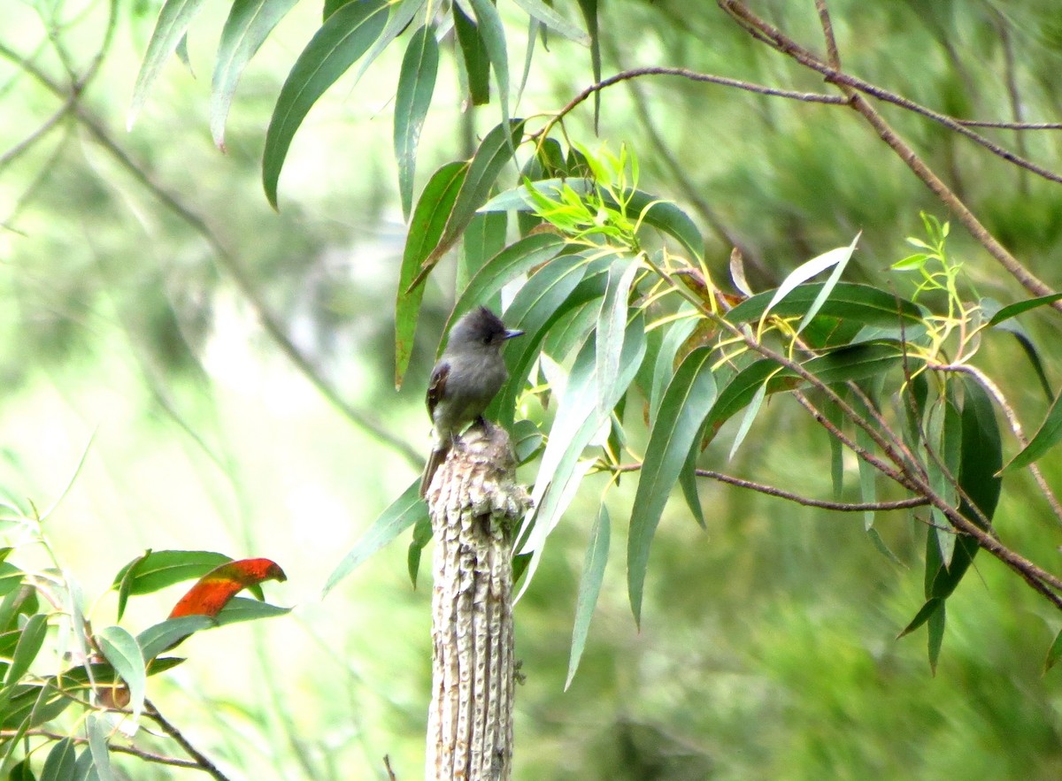 Smoke-colored Pewee - ML218472091