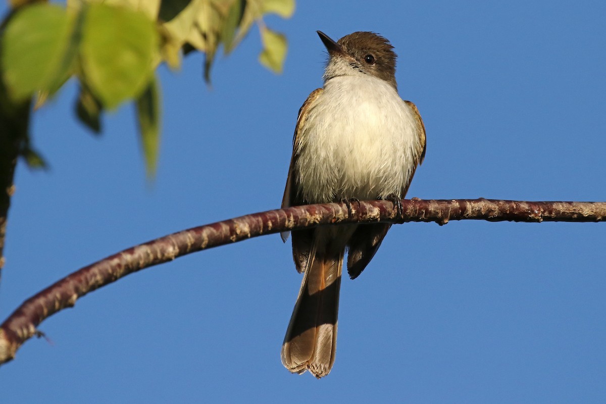 La Sagra's Flycatcher - ML218472561