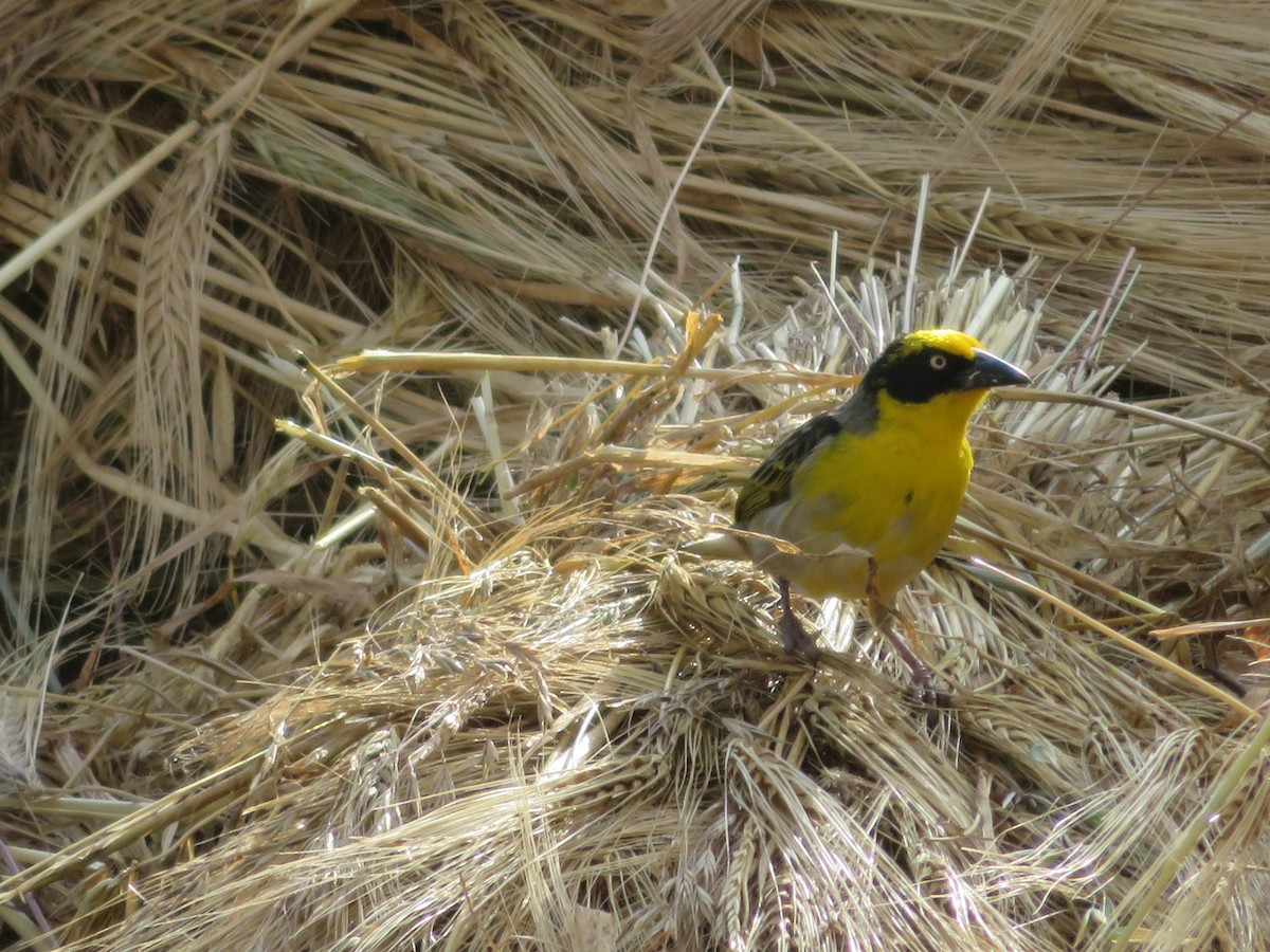 Baglafecht Weaver - ML218473031