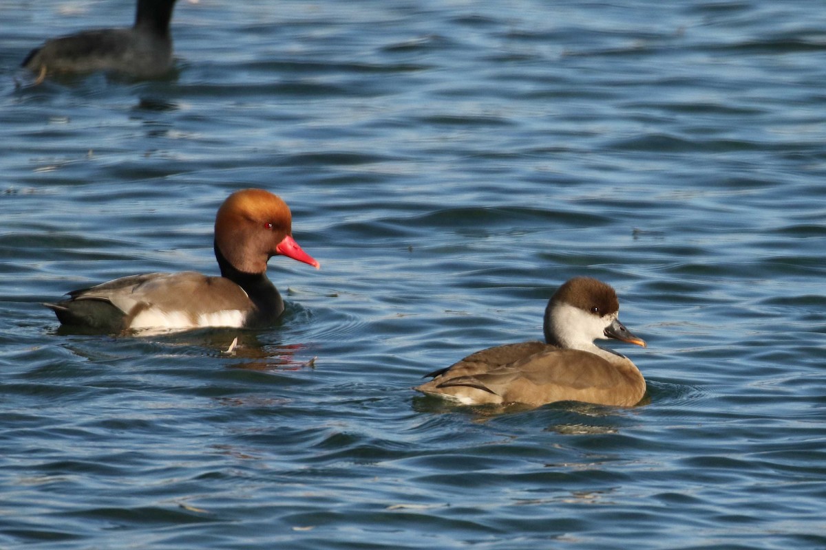 Red-crested Pochard - ML218474121