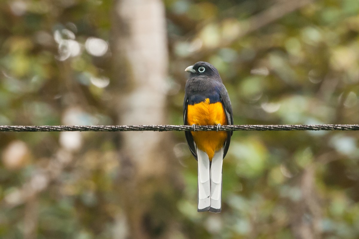 White-tailed Trogon - Emily Turteltaub Nelson