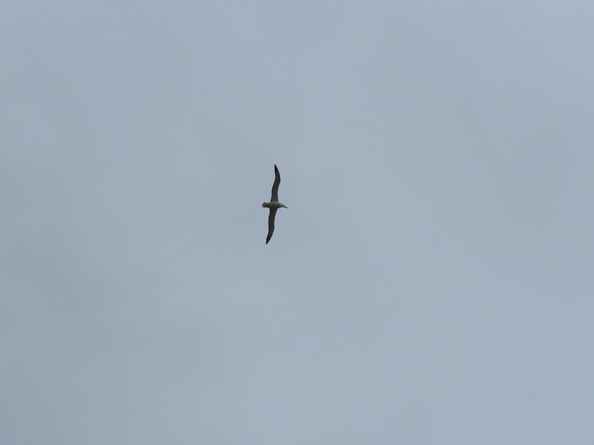 Southern Royal Albatross - ML21847571