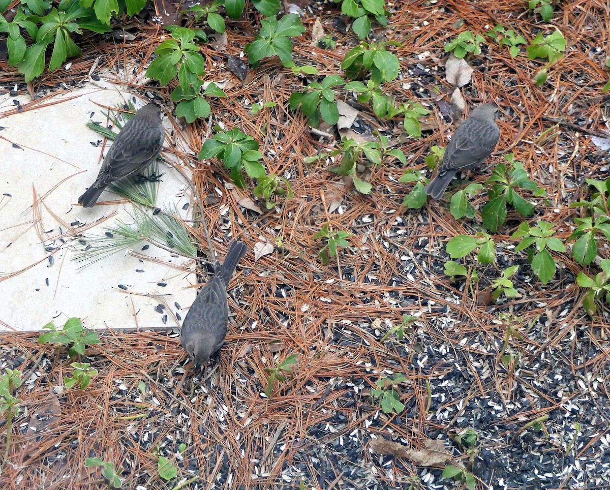 Brown-headed Cowbird - ML218476991