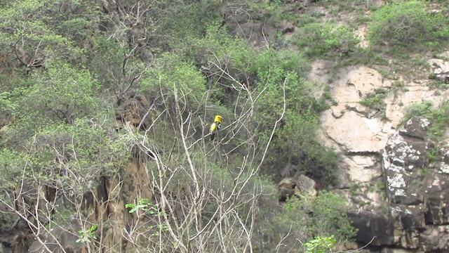 Cardinal à tête jaune - ML218479681