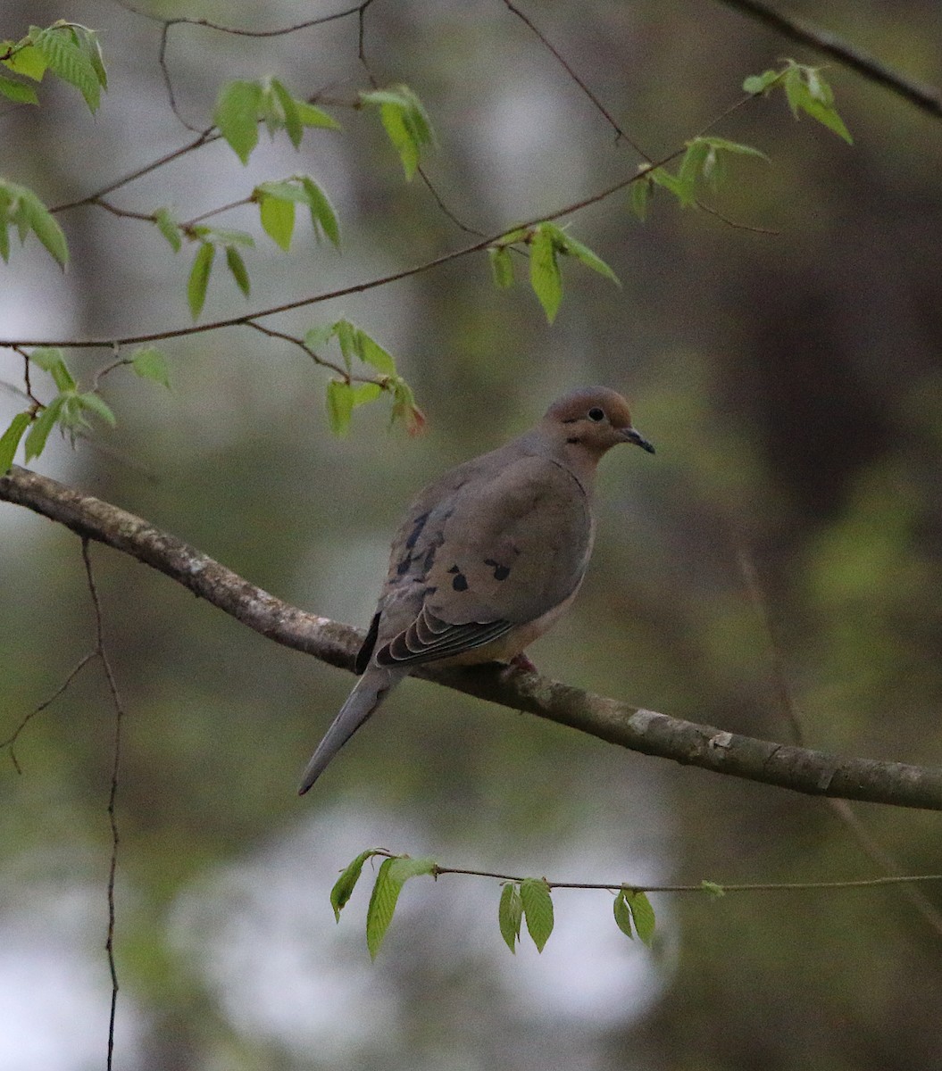 Mourning Dove - ML218480841