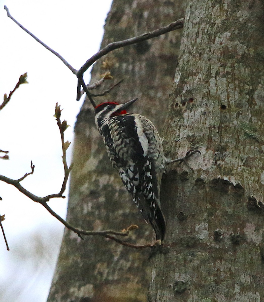 Yellow-bellied Sapsucker - Lori White