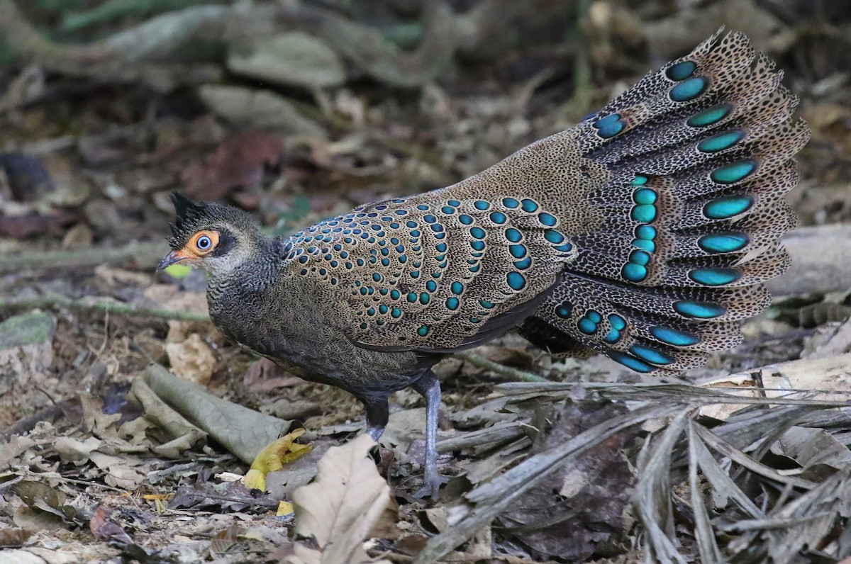 Malayan Peacock-Pheasant - Joelle Buffa