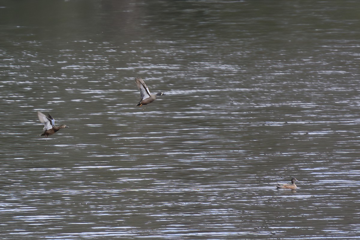 American Wigeon - Steve Dowlan