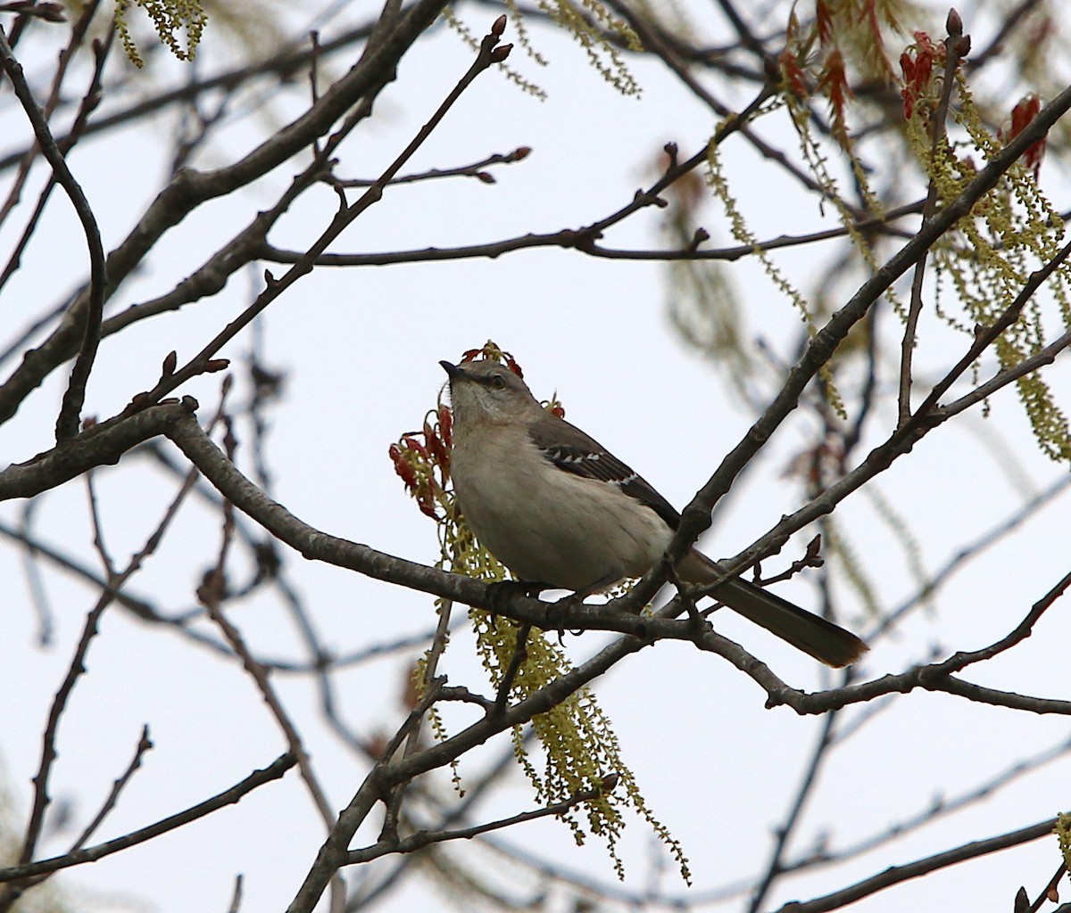Northern Mockingbird - ML218481381