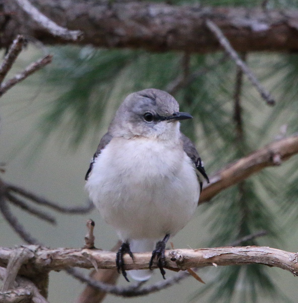 Northern Mockingbird - ML218481421