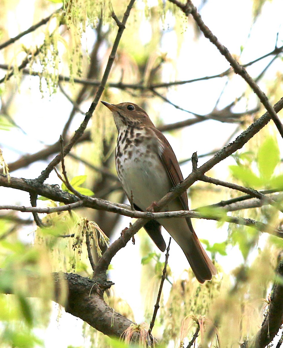 Hermit Thrush - ML218481811