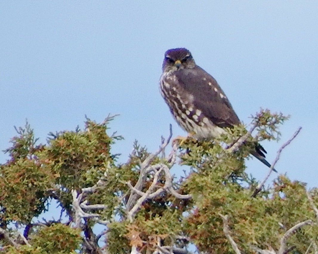 Merlin - Rene Laubach