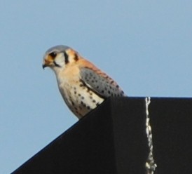 American Kestrel - andres ebel