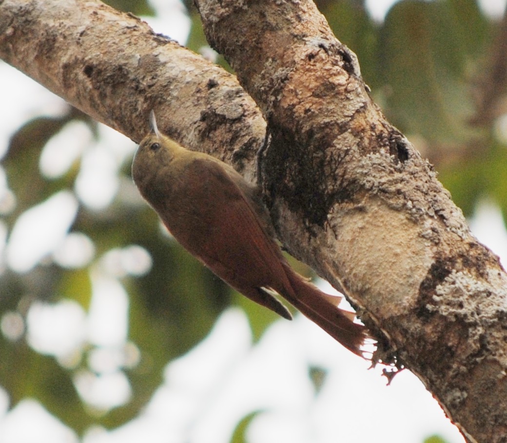 Olivaceous Woodcreeper - andres ebel