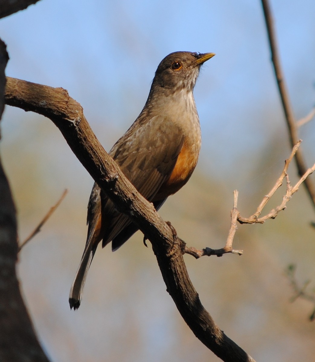 Rufous-bellied Thrush - ML218482431