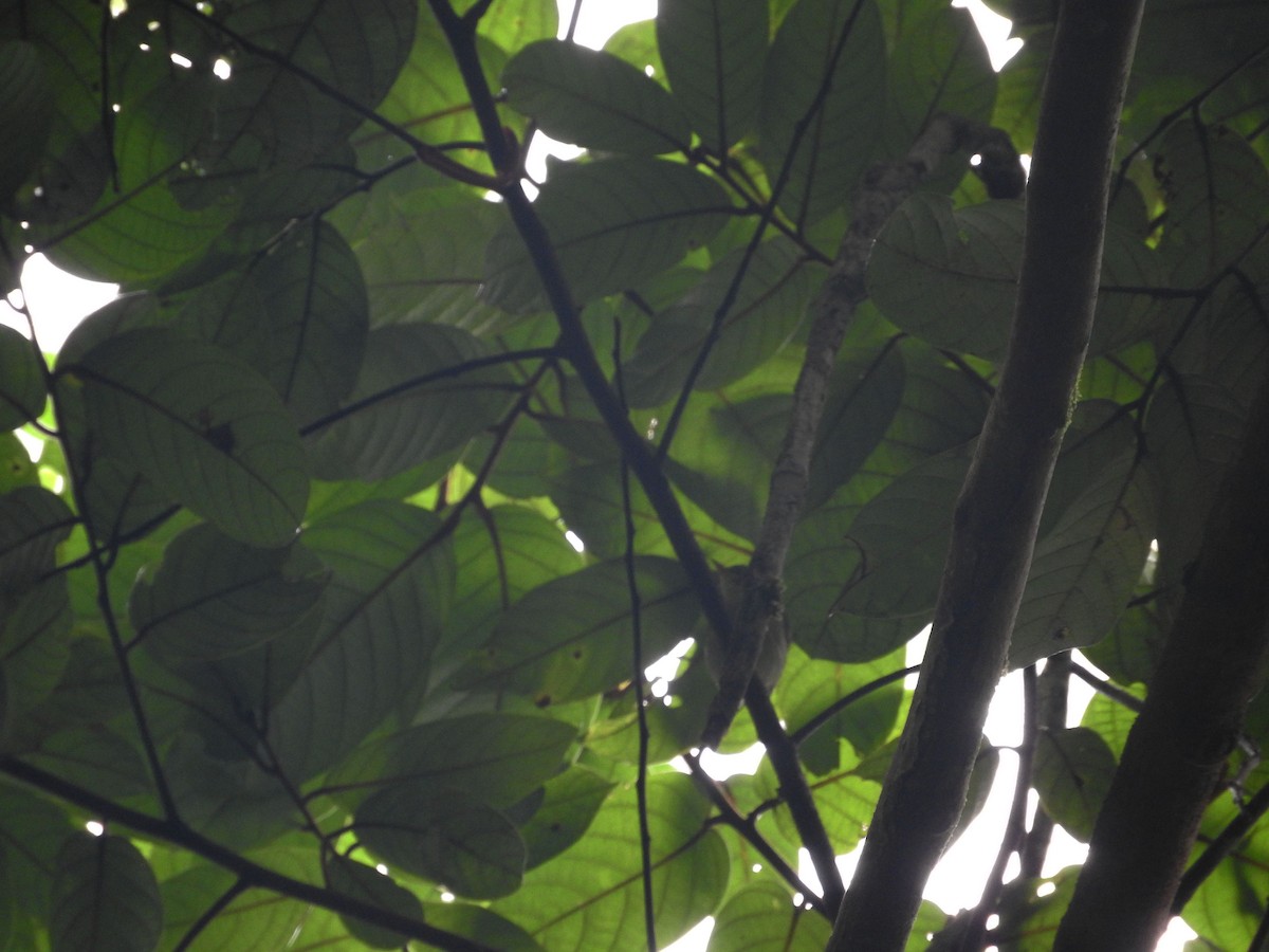 Island Leaf Warbler (Kai) - Pam Rasmussen
