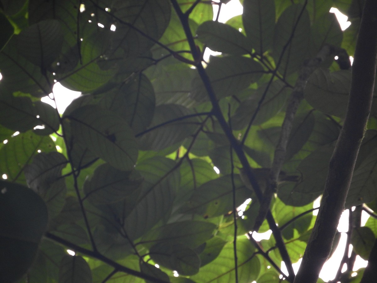 Island Leaf Warbler (Kai) - Pam Rasmussen