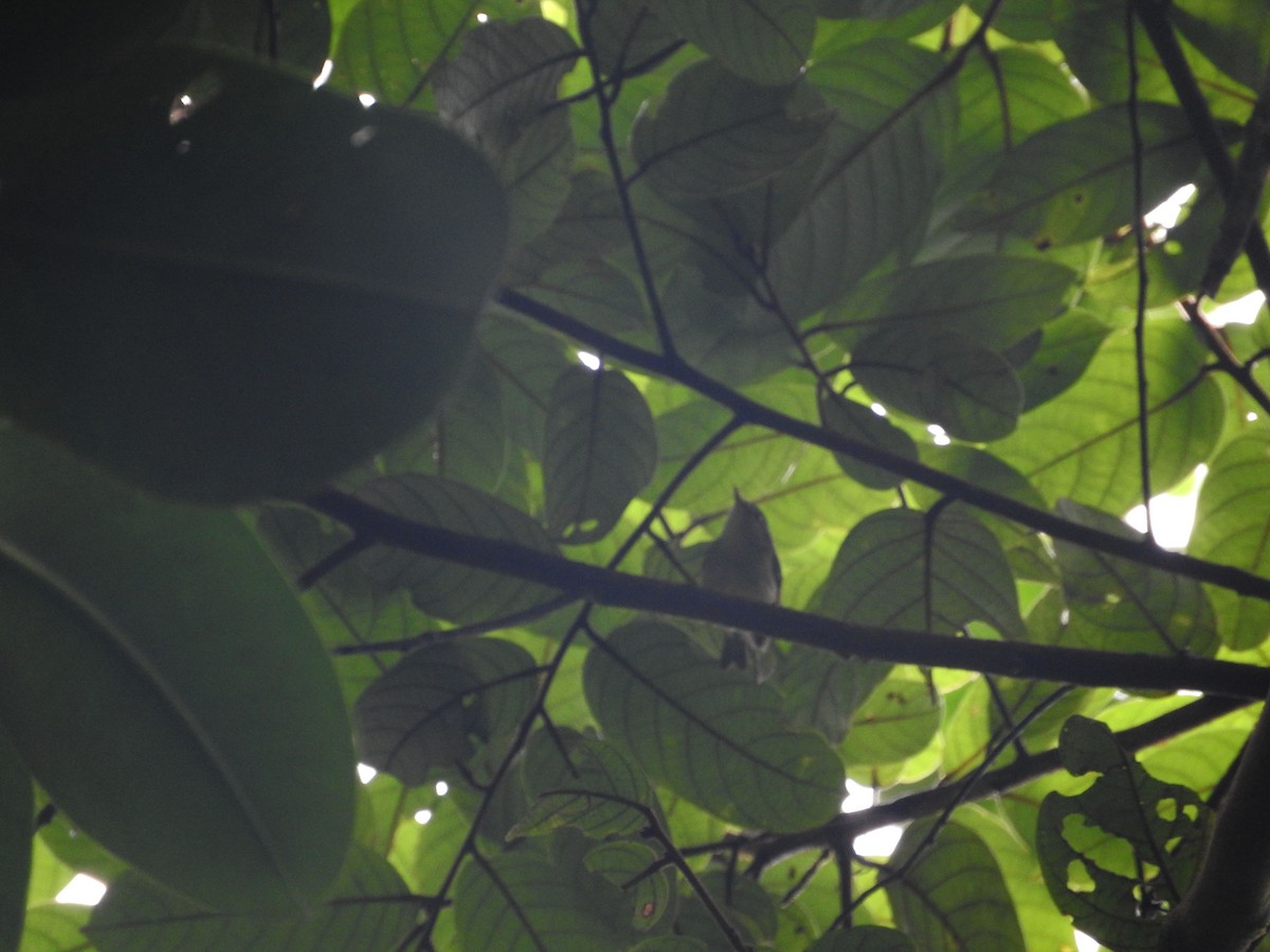 Island Leaf Warbler (Kai) - Pam Rasmussen