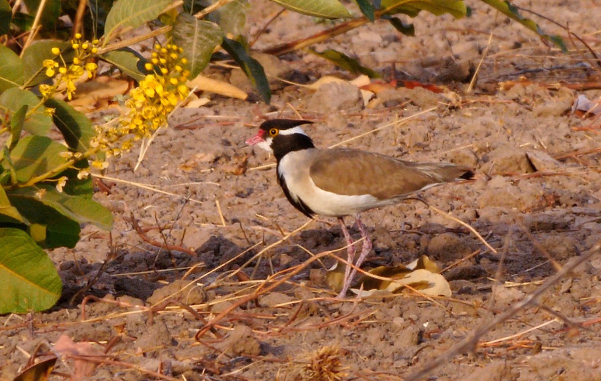 Black-headed Lapwing - Josep del Hoyo