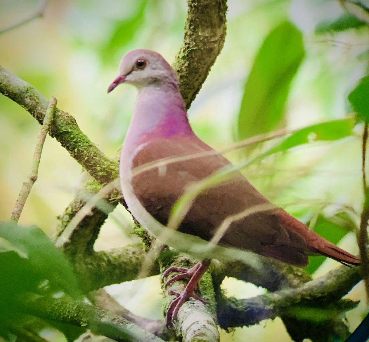 Violaceous Quail-Dove - ML218484191