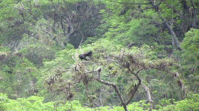 White-winged Guan - ML218484451