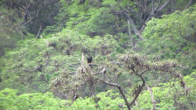 White-winged Guan - ML218485851