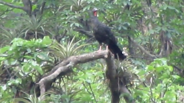 White-winged Guan - ML218486211