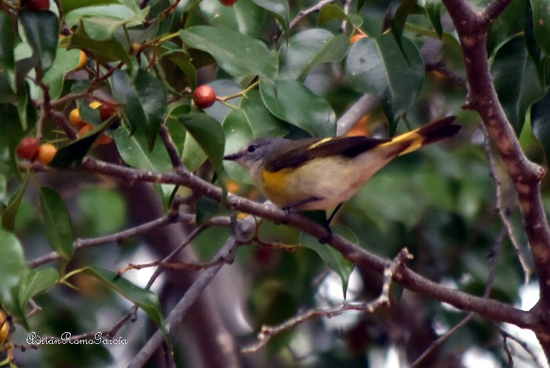 American Redstart - ML218486651