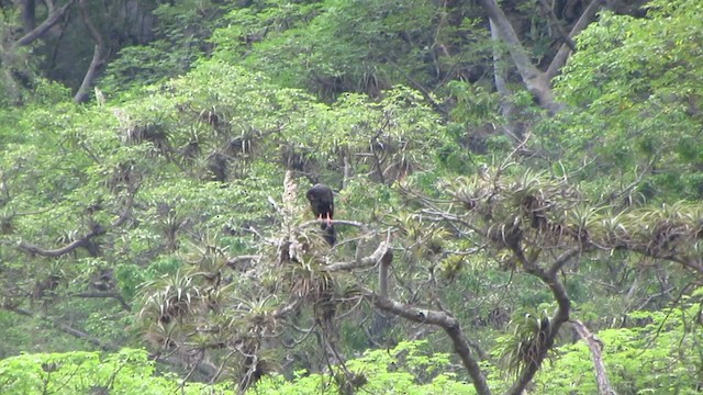 White-winged Guan - ML218487031