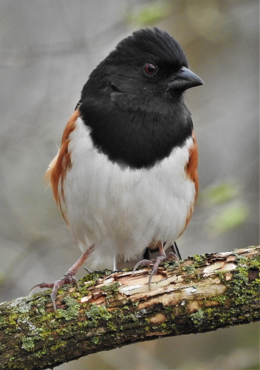 Eastern Towhee - Paul McKenzie