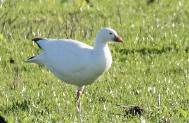 Ross's Goose - ML21848811