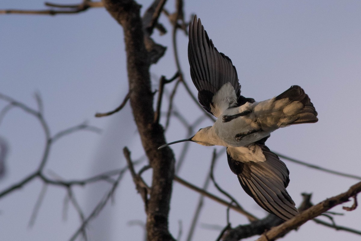 Sickle-billed Vanga - Doug Gochfeld