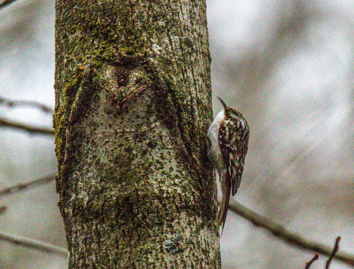 Brown Creeper - ML218488751