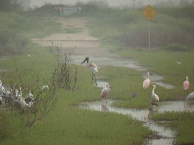 Jabiru d'Amérique - ML218488971