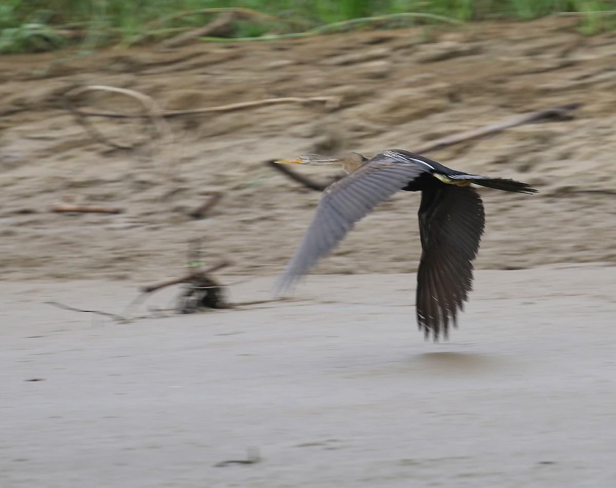 Anhinga Asiática - ML218489511