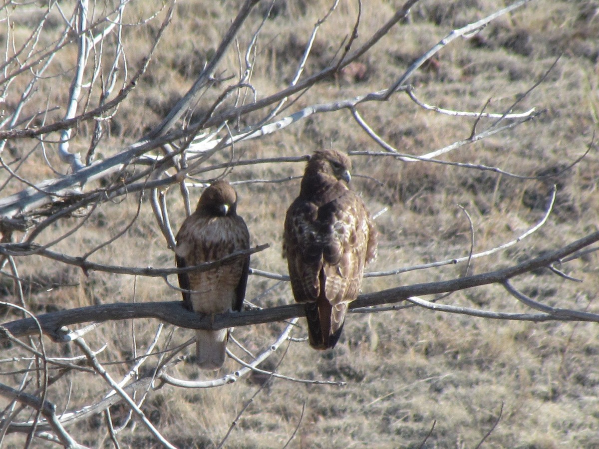 Red-tailed Hawk - ML218491031