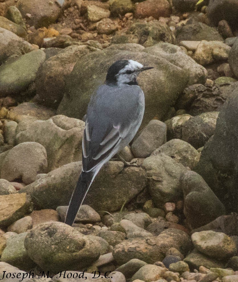 White Wagtail - ML218491781