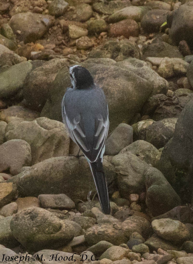 White Wagtail - ML218491971