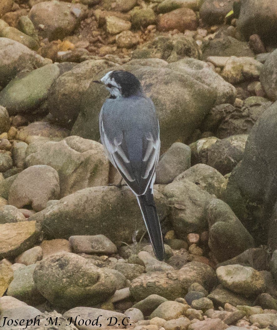 White Wagtail - ML218492141
