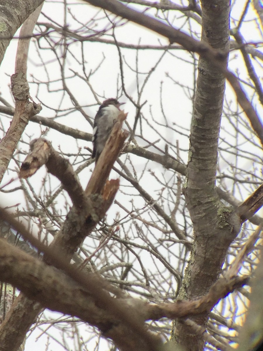 Red-headed Woodpecker - ML218493301