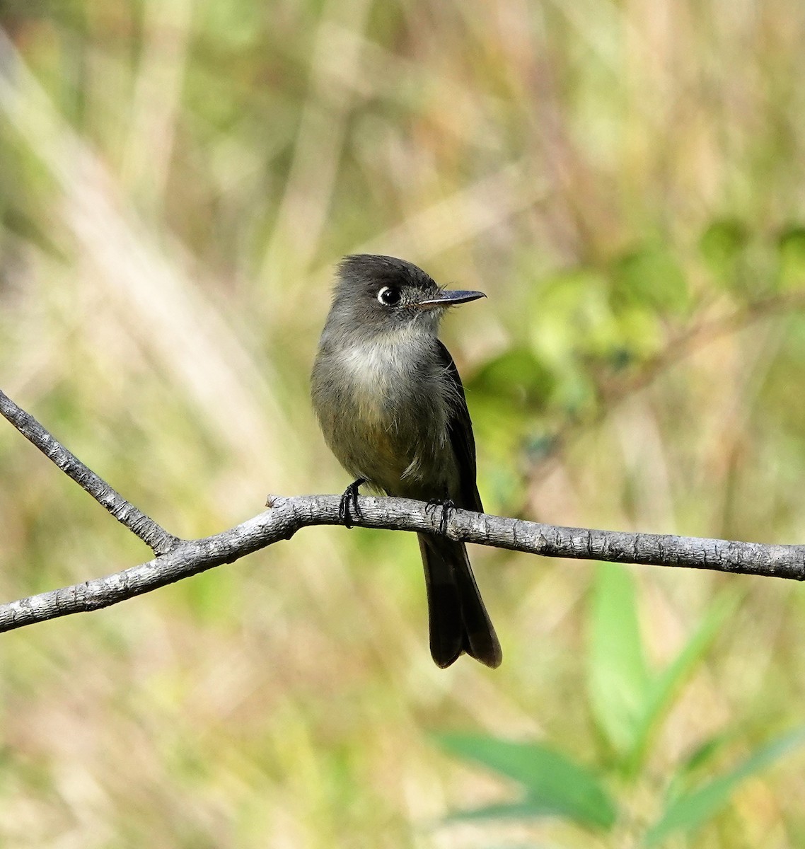 Cuban Pewee - ML218493541