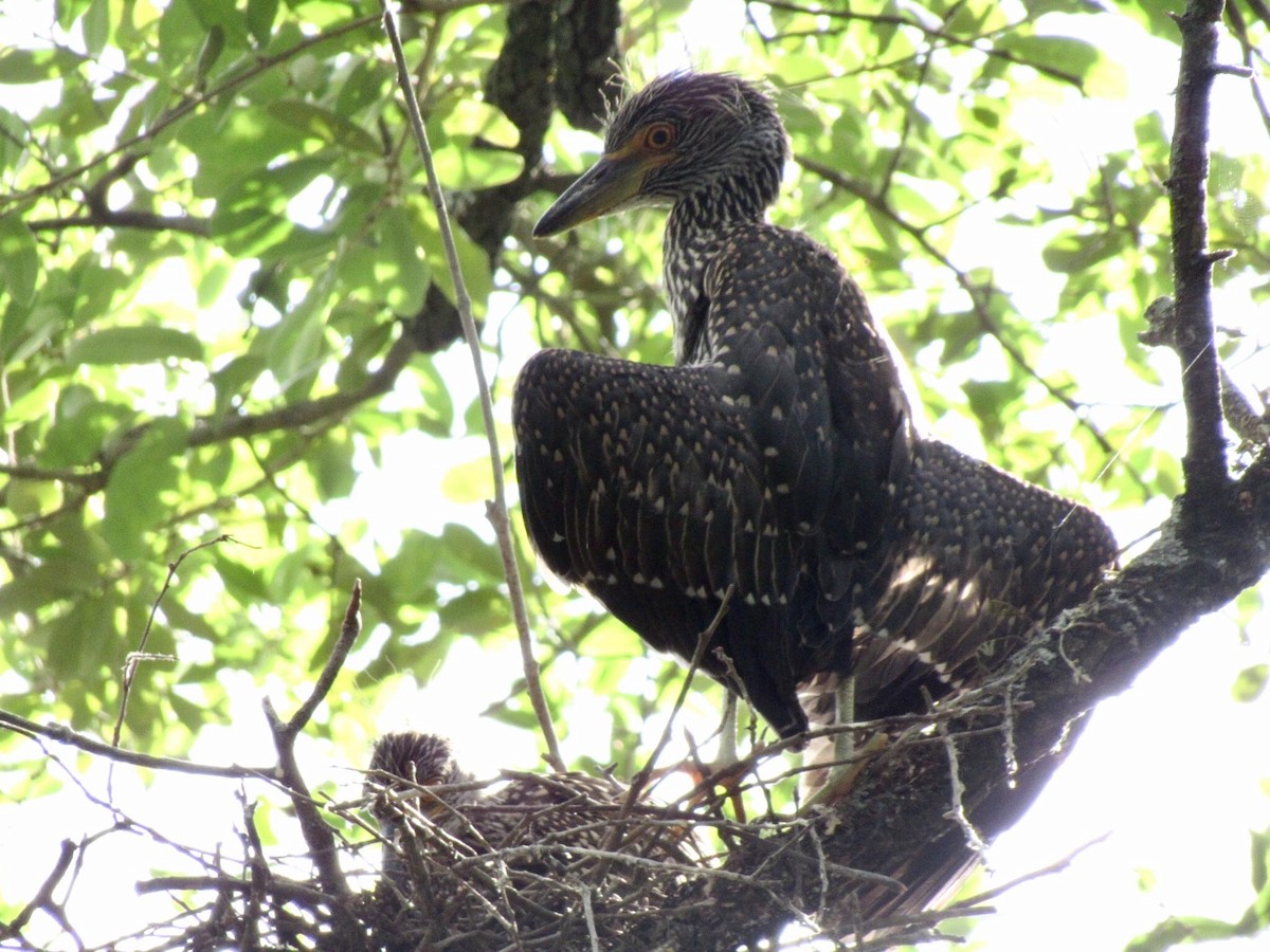 Yellow-crowned Night Heron - ML218493711