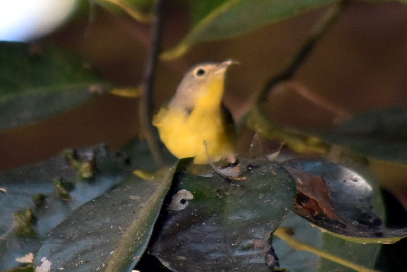 Nashville Warbler - Adrian Romo Garcia