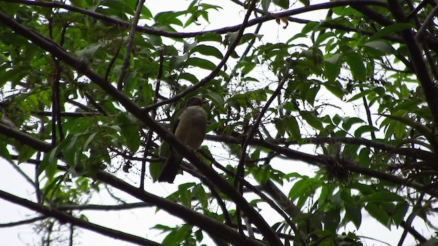 Plumbeous-backed Thrush - ML218495161