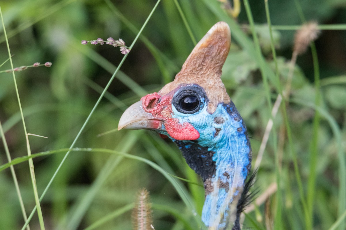 Helmeted Guineafowl - Peter  Steward