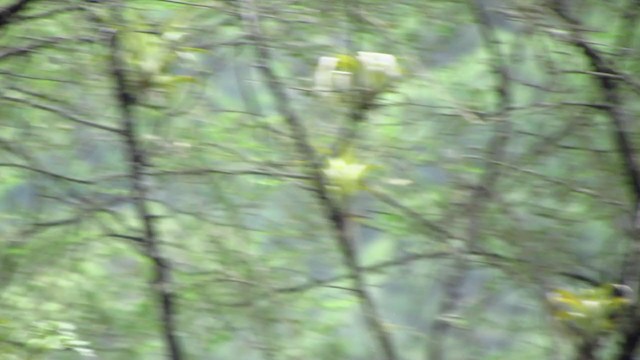 Cryptic Becard - ML218496791