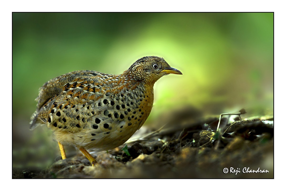 Yellow-legged Buttonquail - ML218497321