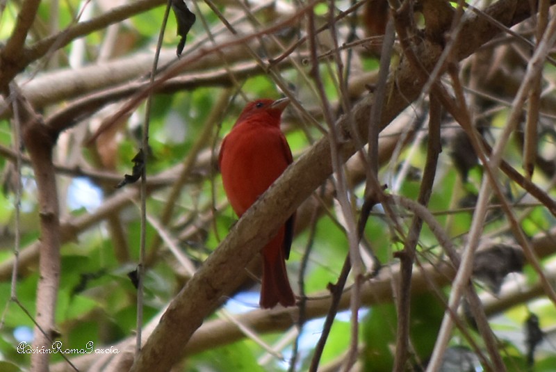 Summer Tanager - Adrian Romo Garcia