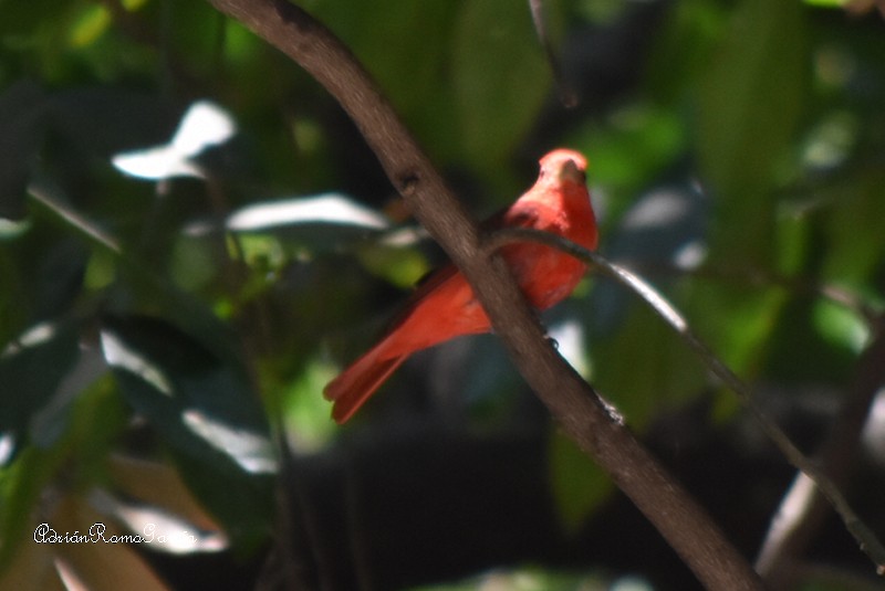 Summer Tanager - Adrian Romo Garcia