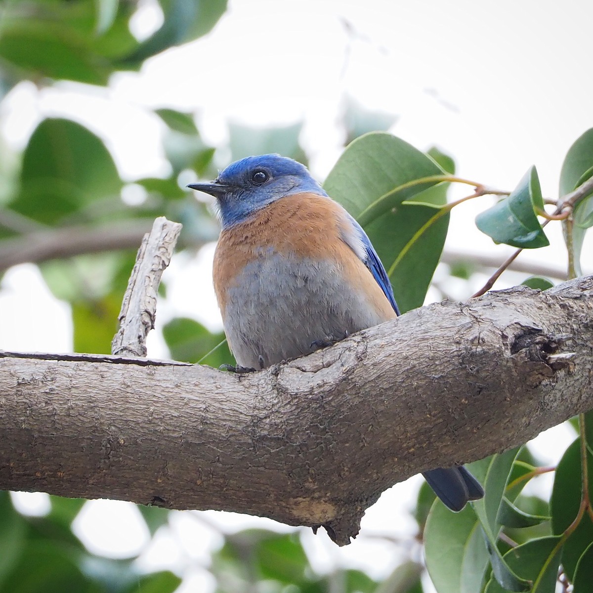 Western Bluebird - ML218497491